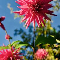 the flowers are pink